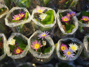 High angle view of lotus flowers in market stall