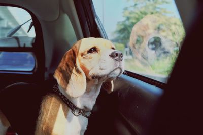 Close-up of dog looking through car window