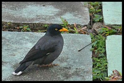 Bird perching on railing