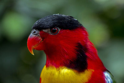 Close-up of a bird