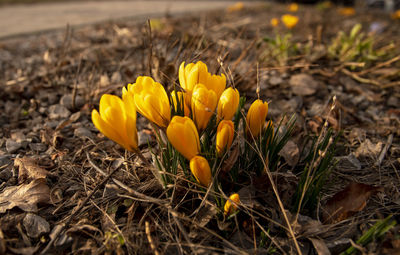 Close-up of yellow crocus flowers on land