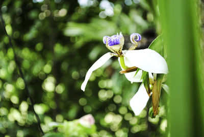 Close-up of white flowering plant