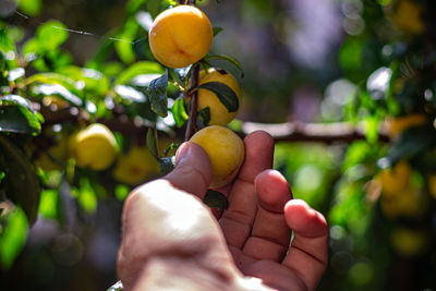 Cropped image of hand holding fruit