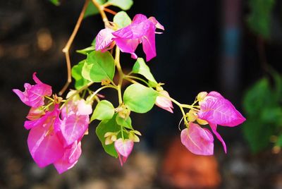 Close-up of pink flowers blooming outdoors