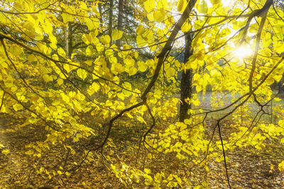 Low angle view of yellow tree during autumn