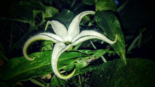 High angle view of wet plant