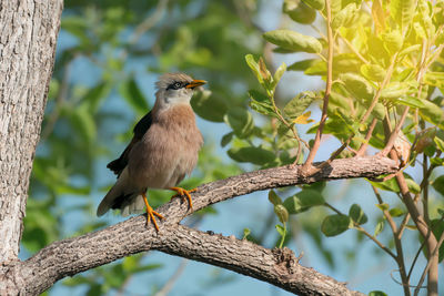 Close-up of bird perching on tree