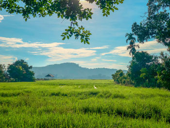Scenic view of field against sky