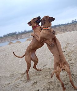 View of dogs on beach