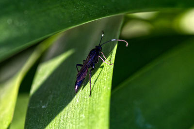 Close-up of insect on leaf