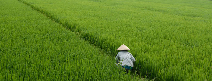 Rear view of farmer working in rice field