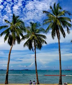 Palm trees on beach against blue sky