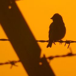 Low angle view of bird perching on silhouette plant against sky