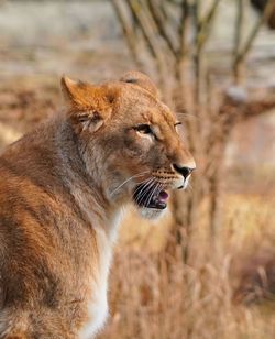 animal