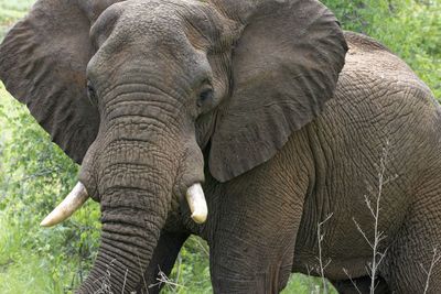 Close-up of elephant