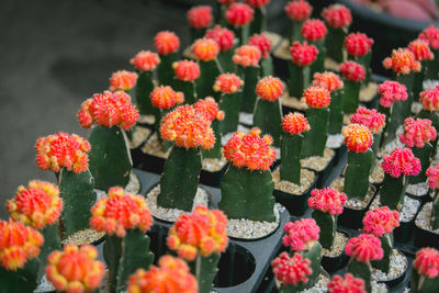 Close-up of orange flowers blooming outdoors