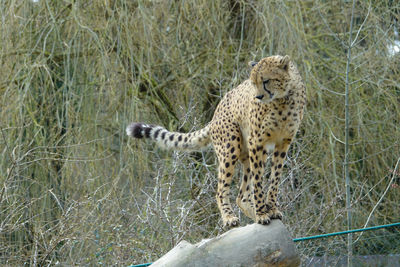 View of a cat on tree
