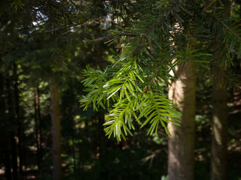 Close-up of pine tree