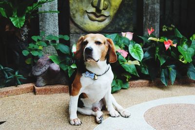 Dog sitting on footpath against potted plants