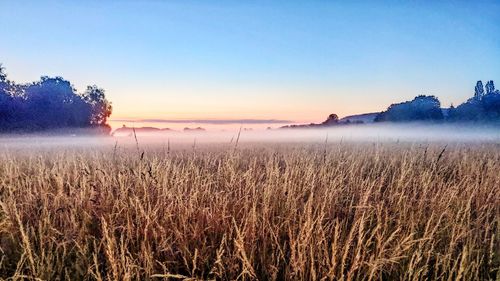 Scenic view of field against sky during sunset