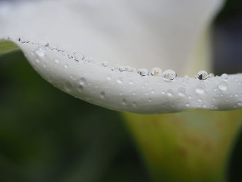 Close-up of water drops on white flower