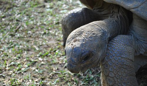 Close-up of giant tortoise on field