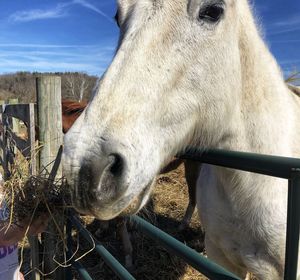 Close-up of horse in pen