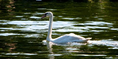 Swan floating on water