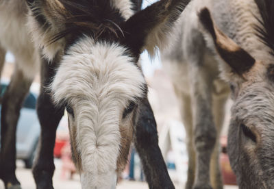 Close-up of donkeys