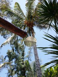 Low angle view of coconut palm tree against sky