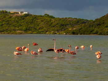 Phoenicopterus ruber, the rose flamingo