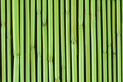 Full frame shot of green leaves