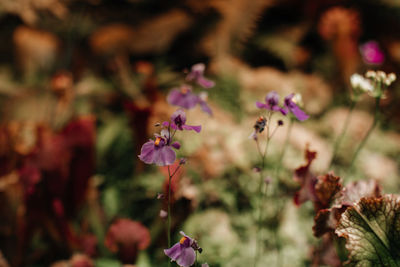 Wild purple flowers growing in nature. natural exotic tropical background