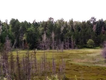 Trees in forest against sky