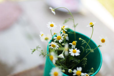 High angle view of flower pot