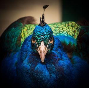 Close-up of peacock