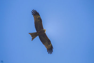 Low angle view of bird flying against clear blue sky