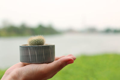 Close-up of hand holding plant against blurred background