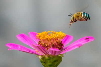 Close-up of bee pollinating on pink flower