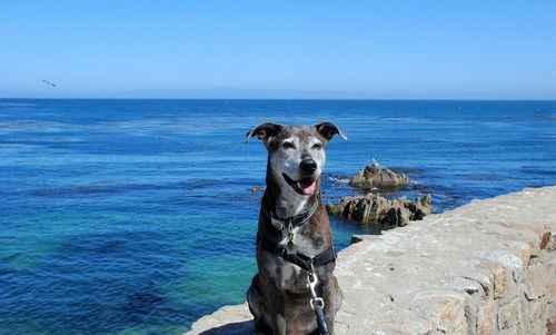 Dog sitting on retaining wall at seashore