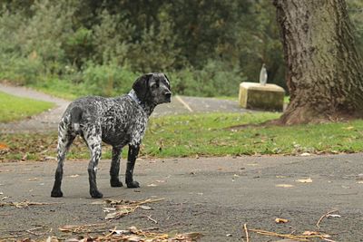 Dog on tree