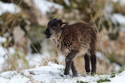 View of an animal on snow covered land