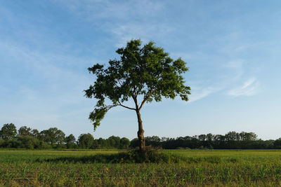 Tree on field against sky