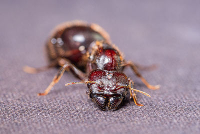 Close-up of ant on table