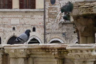 Pigeons perching on a building