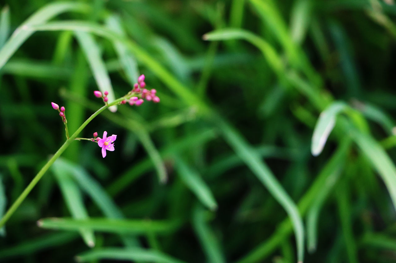 CLOSE-UP OF PINK FLOWER PLANT