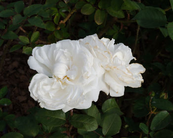 Close-up of white flowers