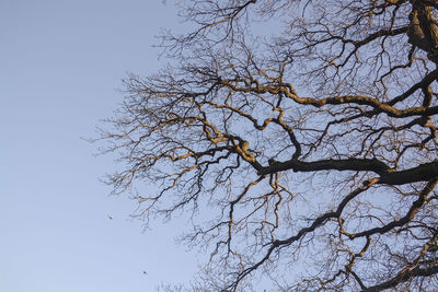 Low angle view of bare tree against clear sky