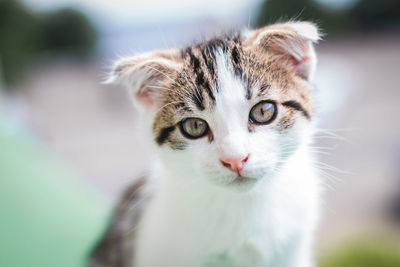 Close-up portrait of a cat