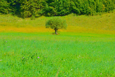 Tree on grassy field